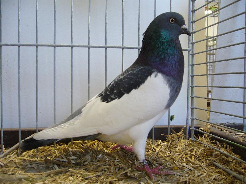 Delbrueck 2008 175.jpg - Kölner Tümmler Elster blau gefärbt von Heinz Kößmeier Preis sg 95 SE